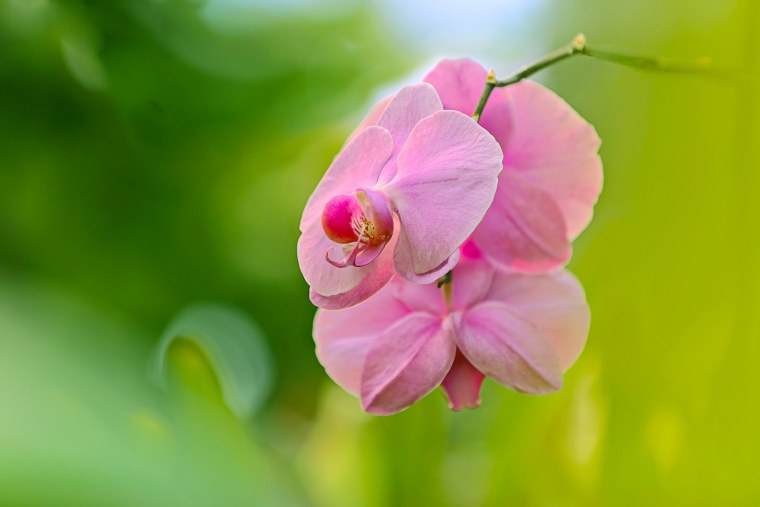 Орхидея фаленопсис макрофото