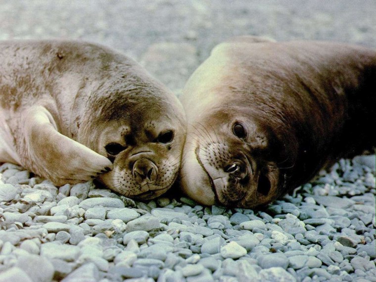 Ластоногие моржи