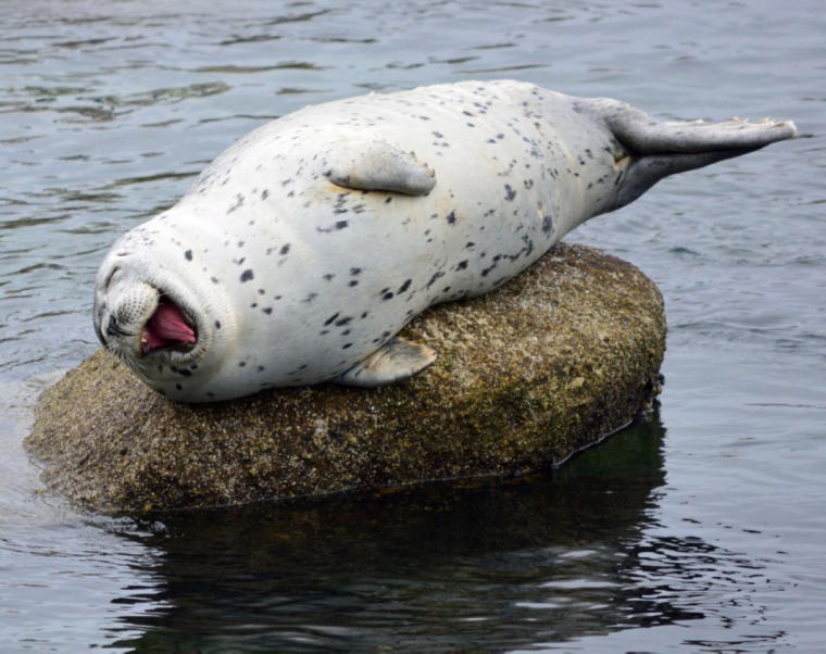 Жирный тюлень