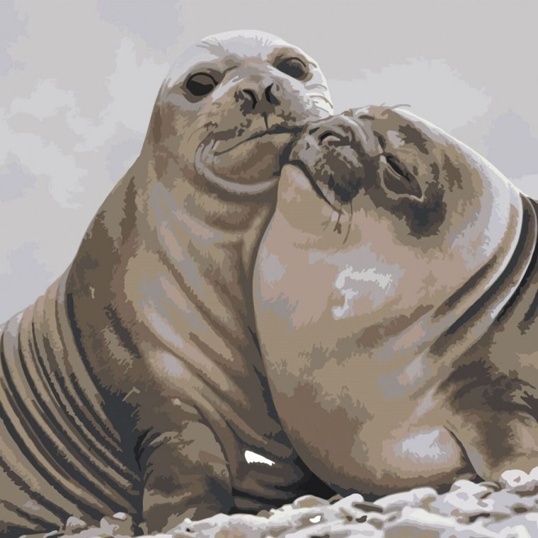 Влюбленные тюлени