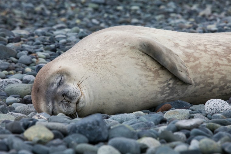 Тюлень лежит