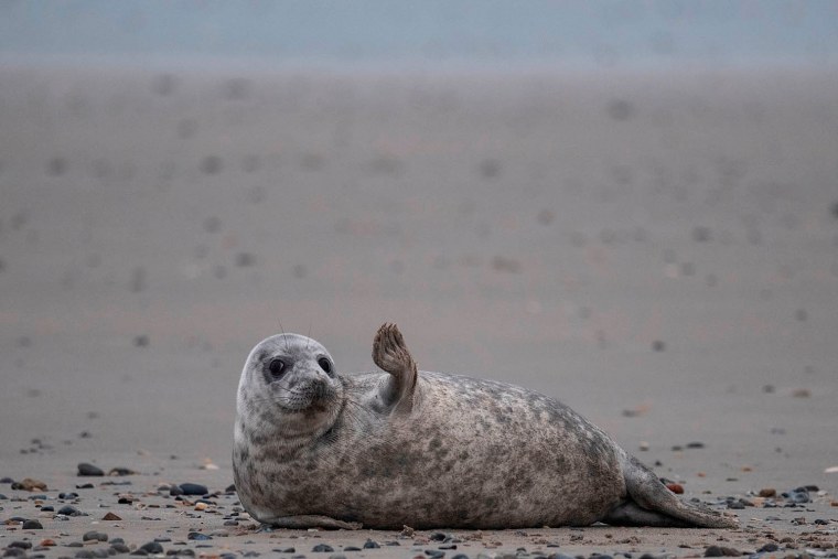 Тюлень машет ластой