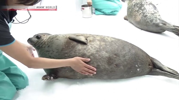 Тюлень толстый человек