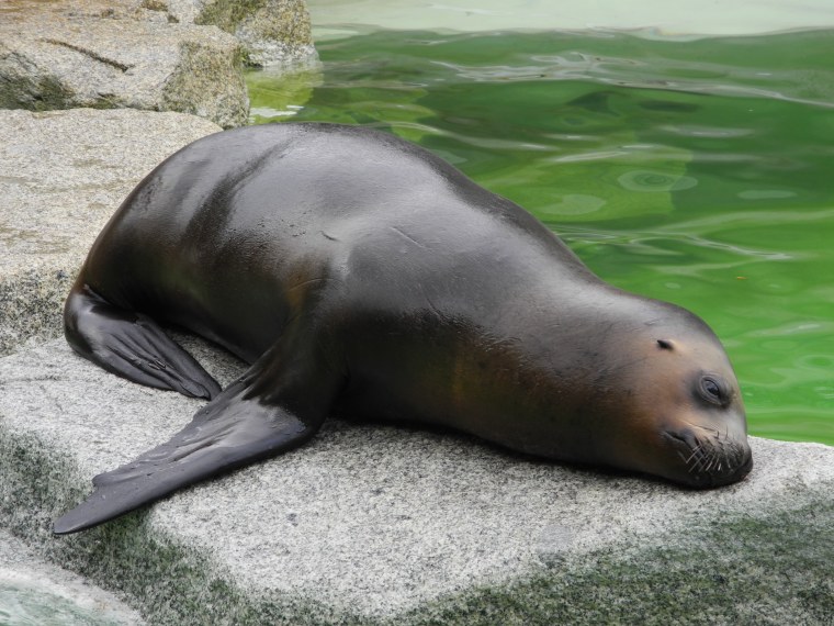 Ленивый морской котик