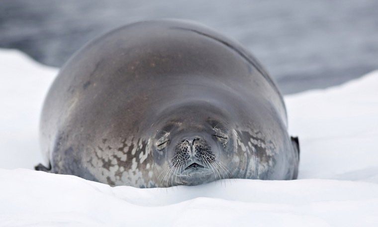 Байкал Нерпа