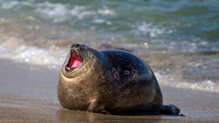 Смешной тюлень