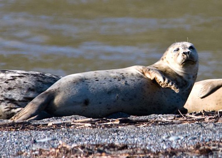 Тюлень Северного Ледовитого океана