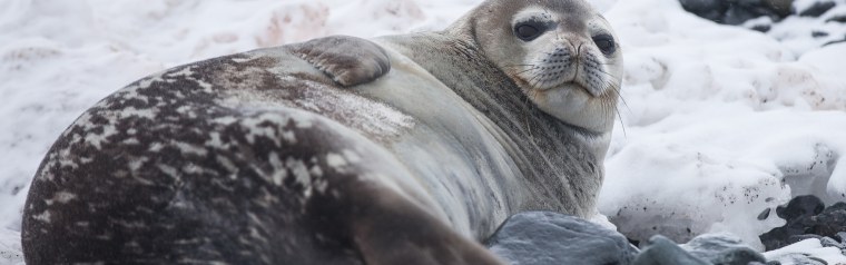Тюлень лежит на спине