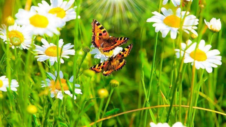 Луг с цветами и бабочками