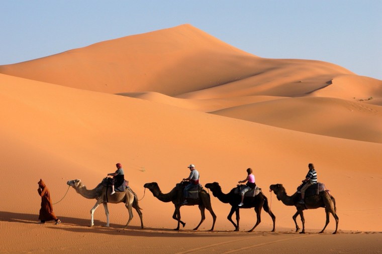 Египет пирамиды Верблюды