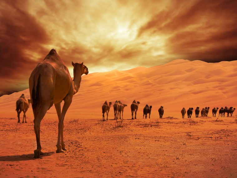 Верблюд и Песчаная буря