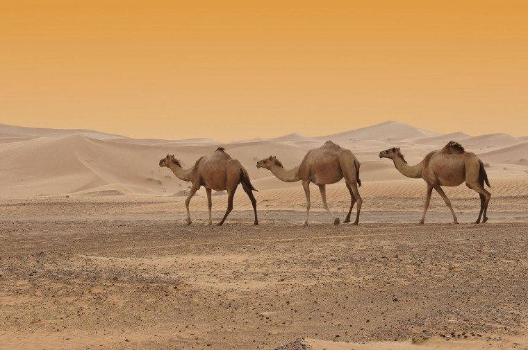 Оазис в пустыне Верблюды