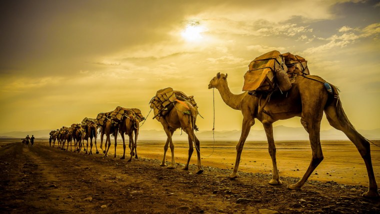 Силуэт верблюда в пустыне