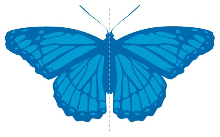 Осевая симметрия бабочка