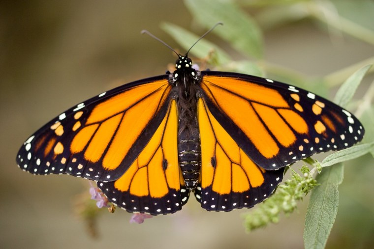 Монарх бабочка симметрия