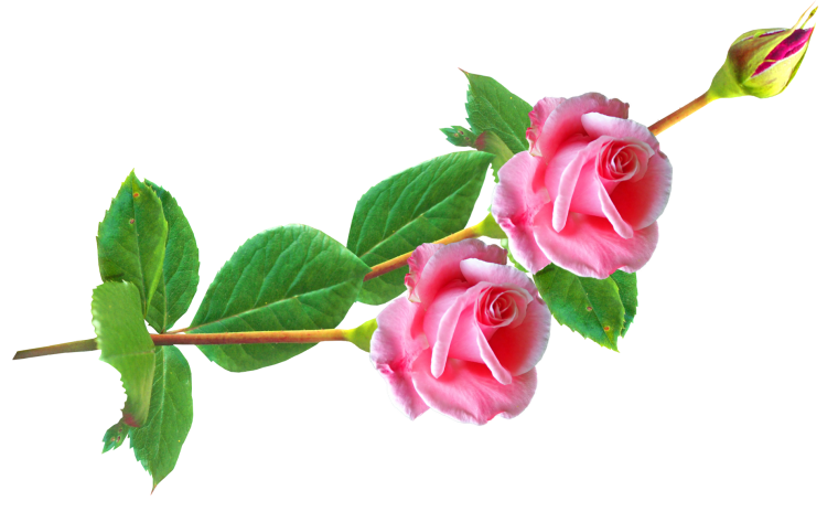 Розы на прозрачном фоне