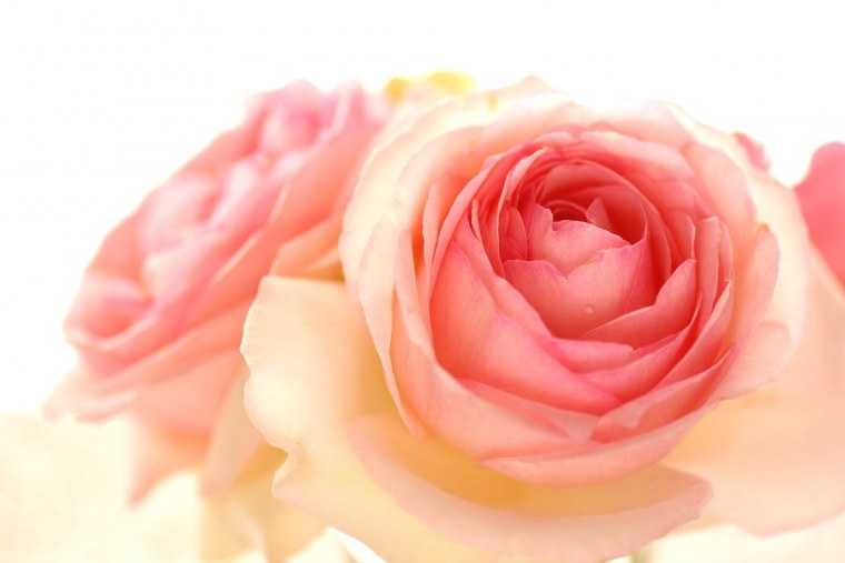 Персиковые цветочки