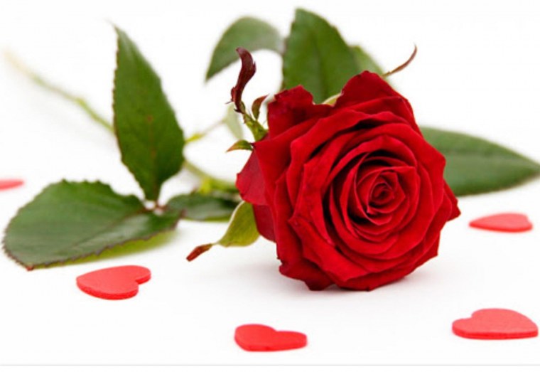 Красные розы на белом фоне