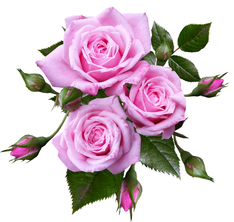 Розовые розы