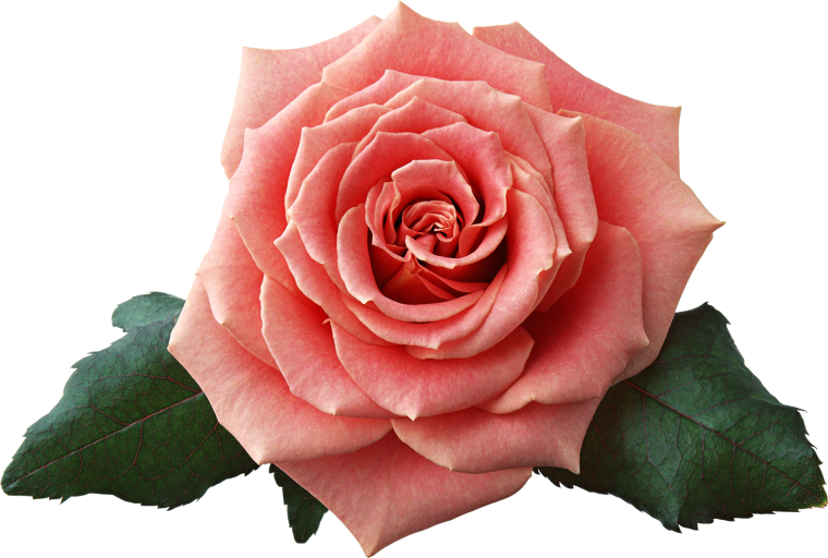 Роза на белом фоне