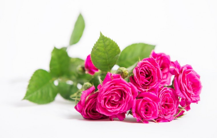 Розы розовые лежат