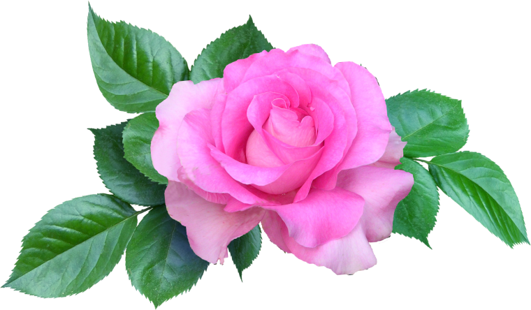 Цветы на белом фоне