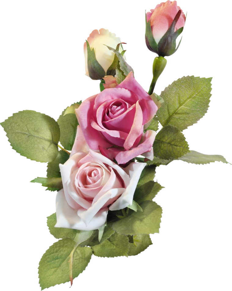 Роза на белом фоне