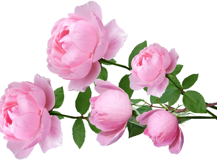Нежные розы на прозрачном фоне