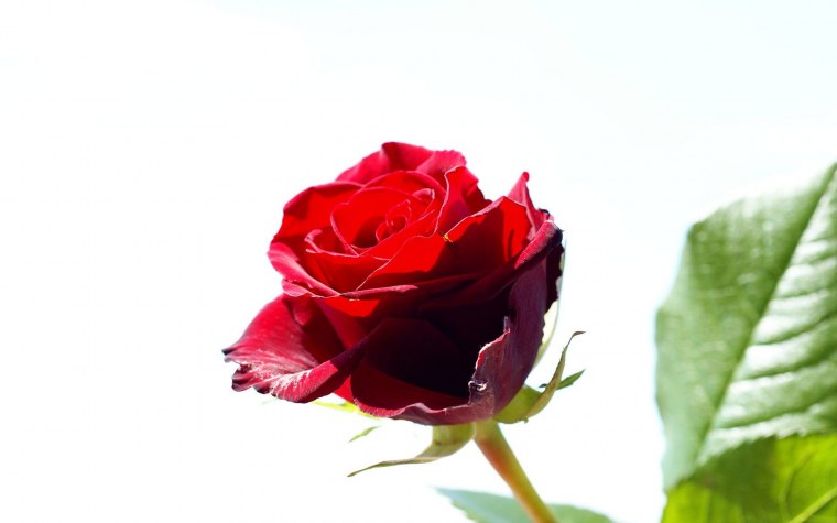 Красные розы