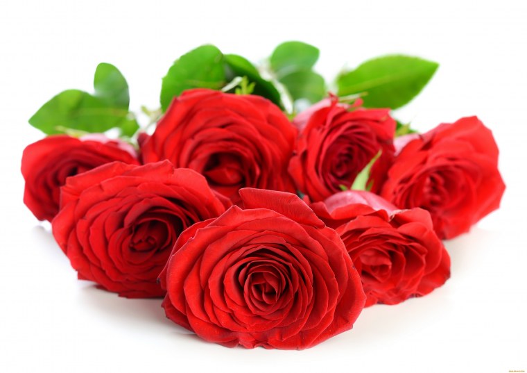 Цветы розы красные
