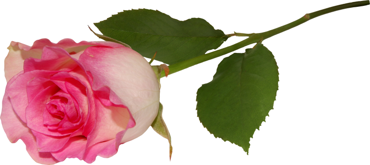 Ветка розы на прозрачном фоне