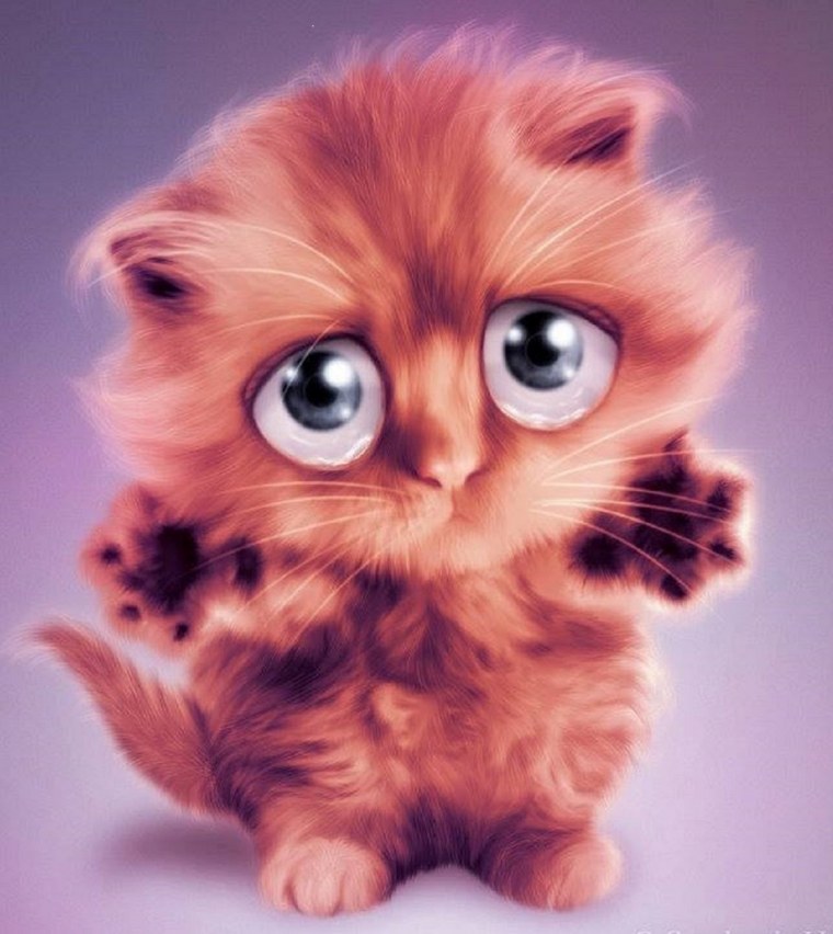 Жалостливый взгляд кота