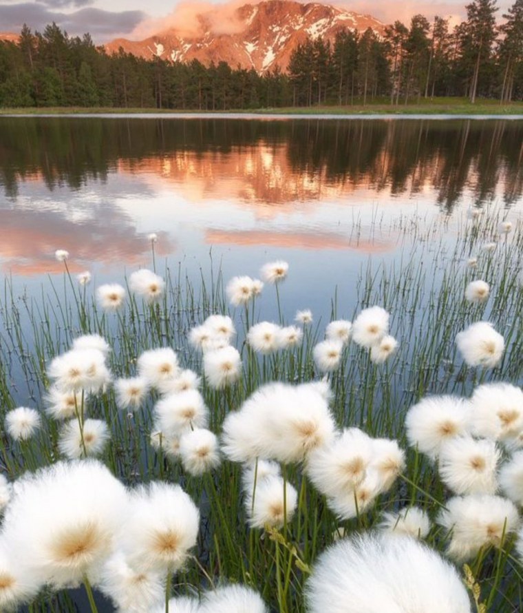 Эстетика пушицы