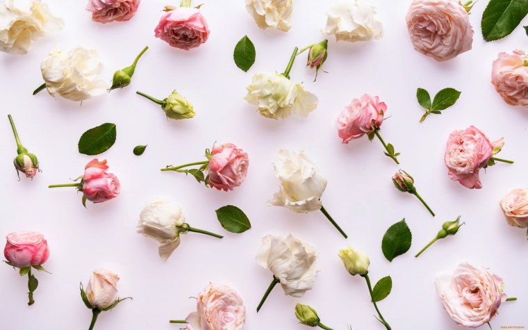 Пионовидные розы на белом фоне