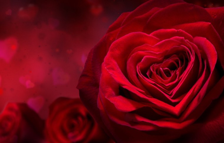 Красные розы