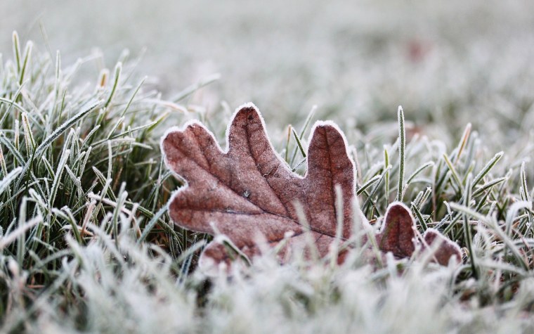 Заморозки природа