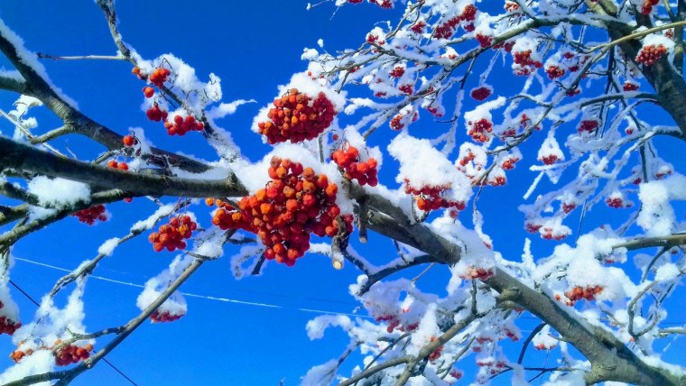 Зима иней рябина