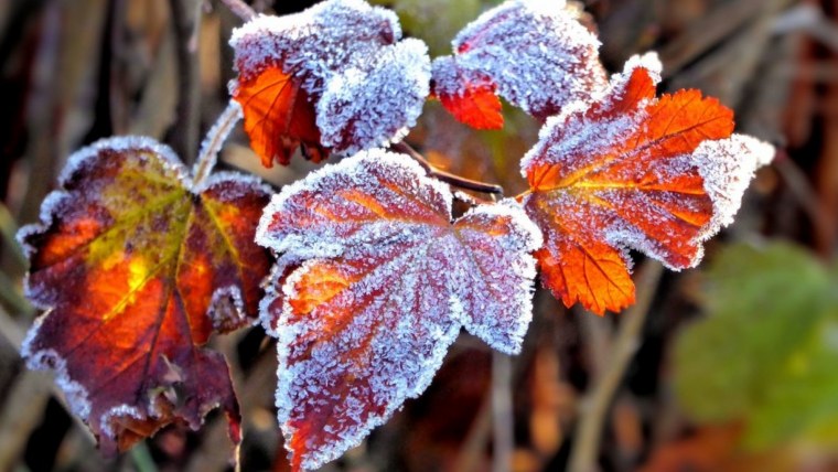 Морозная осень