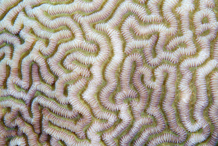 Паттерны в природе