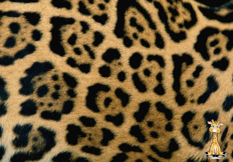 Пятна леопарда