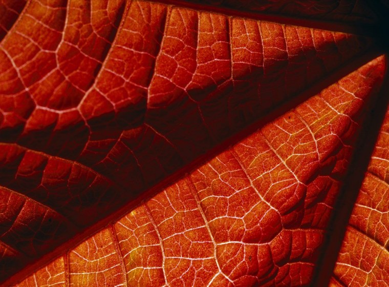 Природные узоры в природе