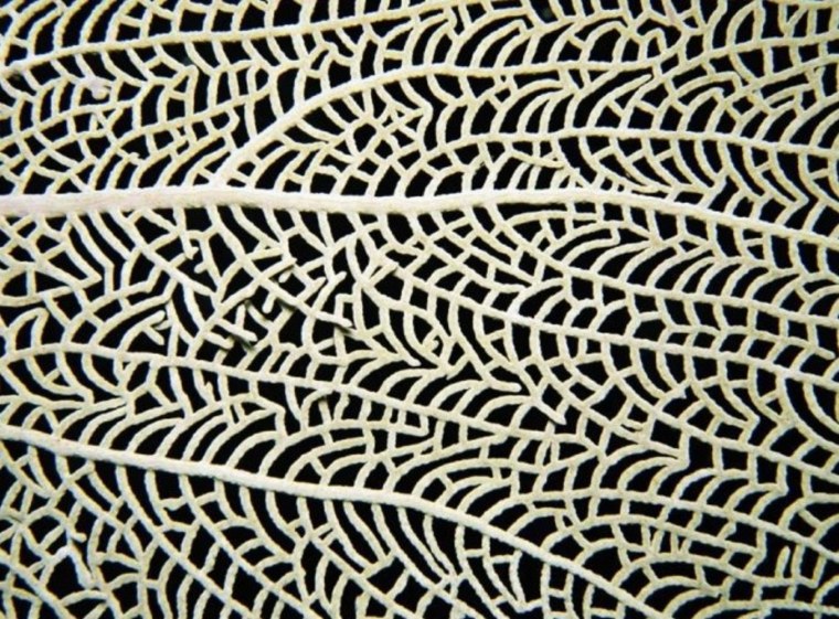 Паттерны в природе