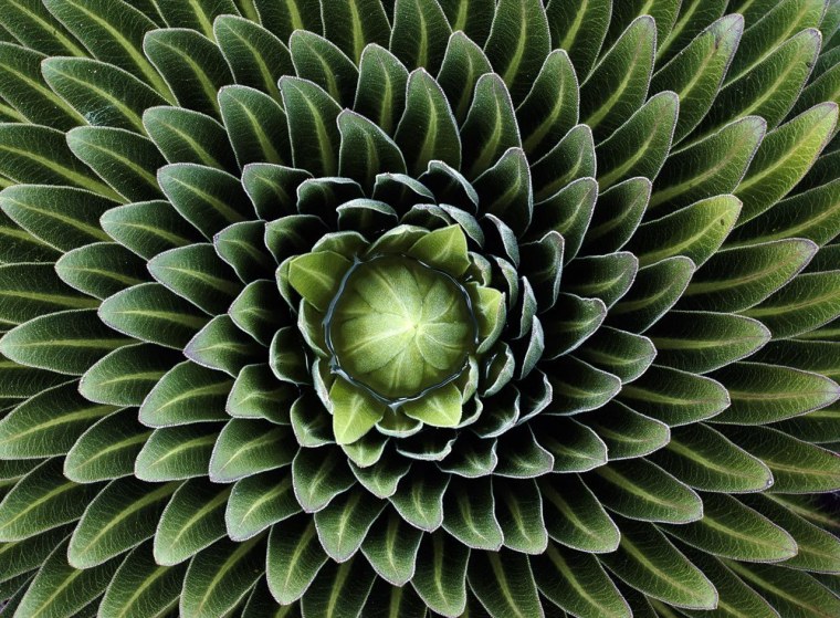 Суккулент фрактал