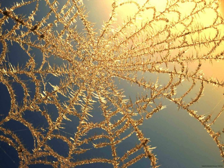 Фракталы в природе