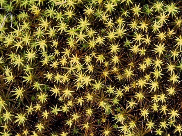 Паттерны в природе