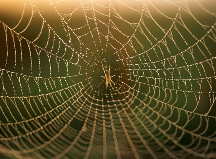 Золотая паутина
