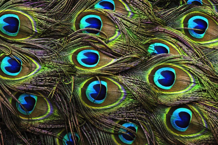Павлин павлиний хвост