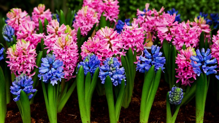 Луковичный цветок гиацинт