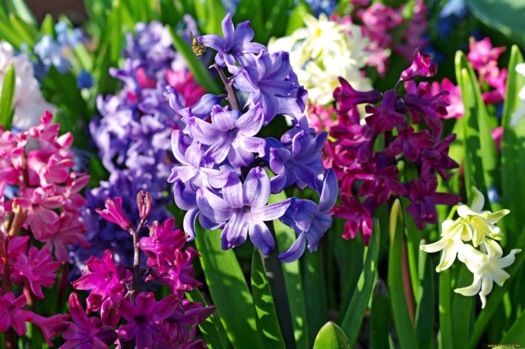 Весенние цветы гиацинты