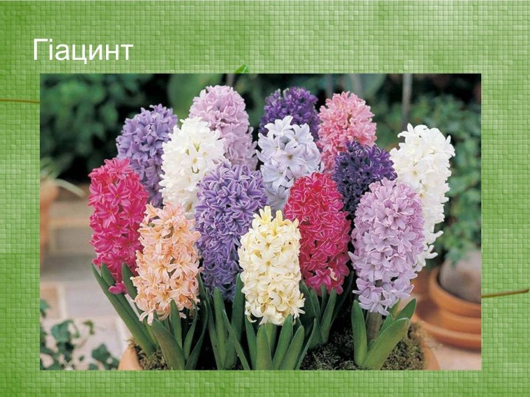 Гиацинт цветок